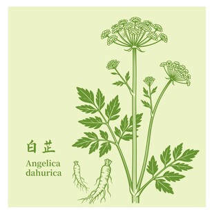 白芷植物插画