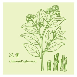 沉香植物及提取物展示