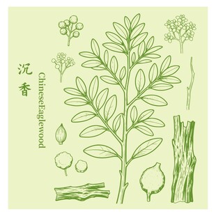 沉香植物图示及部分形态