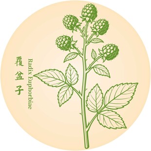 覆盆子植物插画
