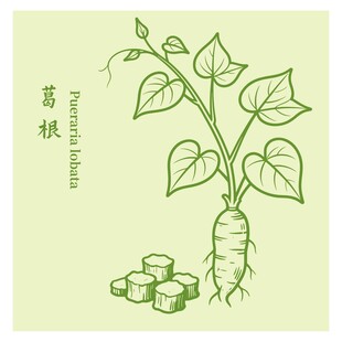 手绘葛根插画展示