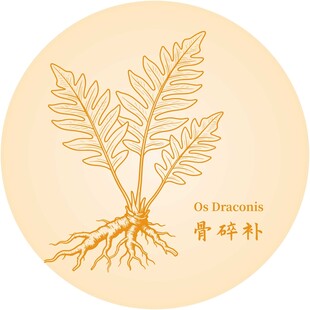 骨碎补植物图示