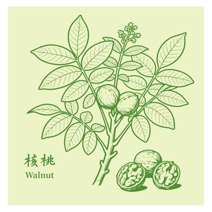 手绘核桃枝叶果实图