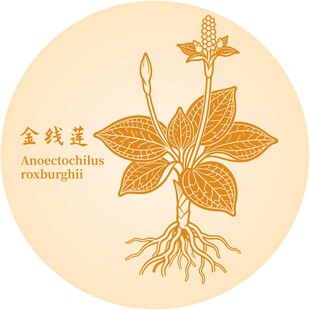 金线莲插画图案