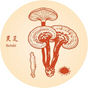 灵芝插画图