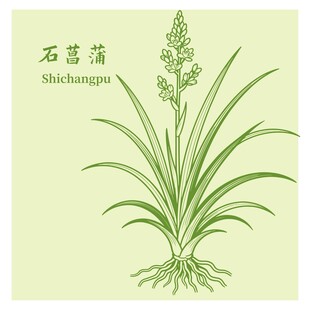 石菖蒲植物插画展示
