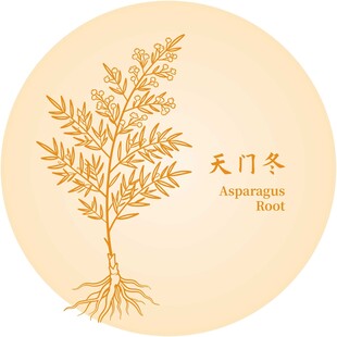 天门冬植物图示