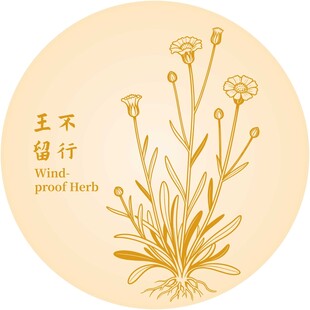 王不留行草药插画