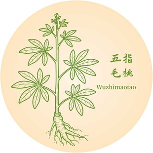 五指毛桃植物图示