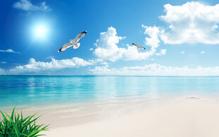 蓝天碧海下的飞翔美景