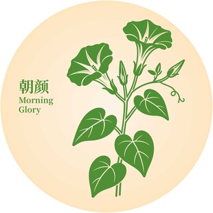 朝颜花图案设计