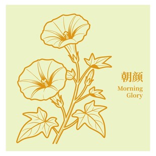 朝颜花卉线稿插画