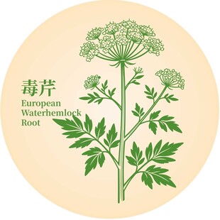 毒芹植物插画
