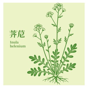 荠苨植物插画图