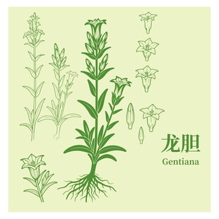 龙胆碱草植物线描图案