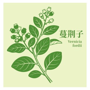 蔓荆子植物插画