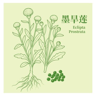 墨旱莲植物线描图示