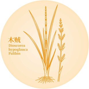 木贼植物图案展示