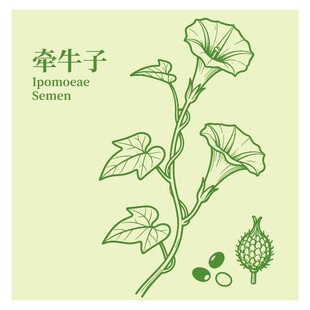 牵牛子植物线描图