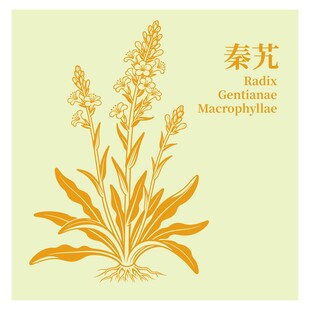 秦艽植物插画