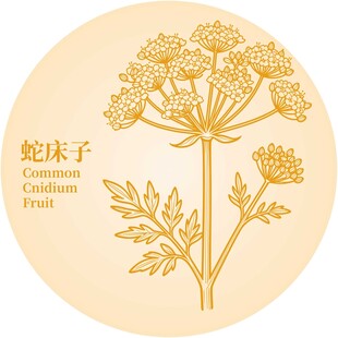 蛇床子植物插画