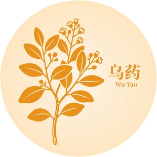 乌药植物图标展示