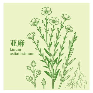 亚麻植物插画