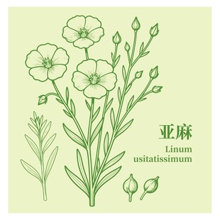 亚麻植物手绘插画