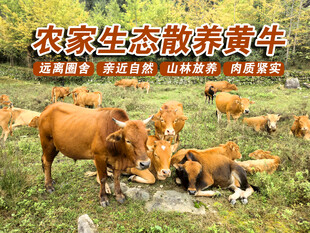 农家生态散养黄牛