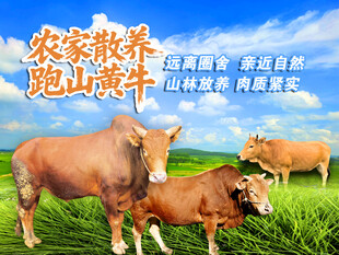 农家黄牛