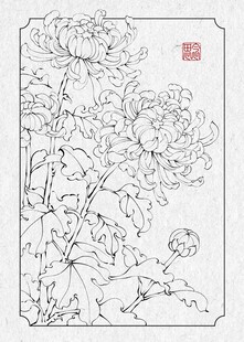工笔画菊花白描图