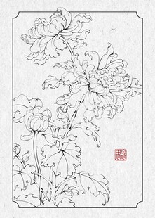 菊花白描图