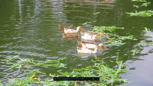 池塘中嬉戏的几只鸭子