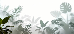 雾气磨砂膜效果绿植贴图