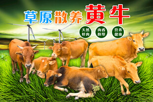 草原散养黄牛