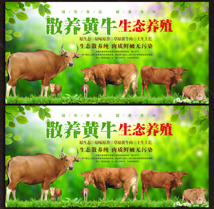 散养黄牛展板