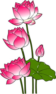 三朵绽放的美丽粉色荷花 矢量图