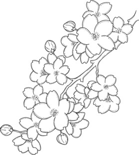 手绘樱花枝线条图 矢量图