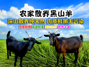 农家散养黑山羊