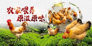农家散养土鸡