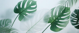 雾气磨砂膜效果绿植贴图