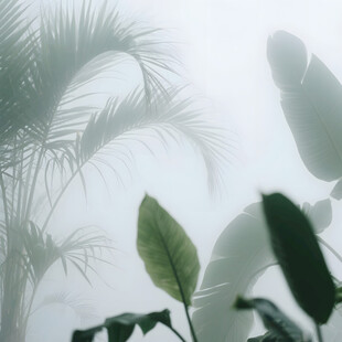 雾气磨砂膜效果绿植贴图