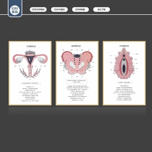 女性生殖器官科普海报