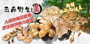 野生菌广告  