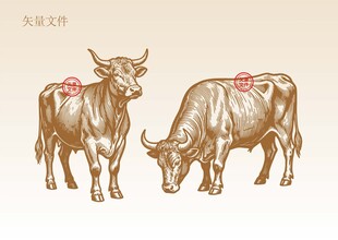 手绘牛素描插画