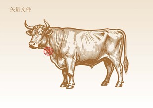 手绘牛素描插画