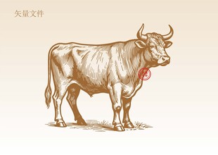 手绘牛线稿插画