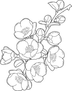 花卉线稿图 矢量图