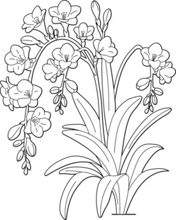 手绘线条风的优雅兰花图 矢量图