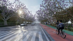 清晨骑行于林荫道路间